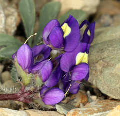 Lupinus flavoculatus