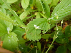 Stellaria graminea