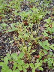 Rumex acetosella
