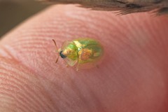 Cassida margaritacea