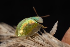 Cassida margaritacea