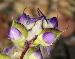 Lupinus flavoculatus