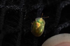 Cassida margaritacea