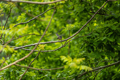 Rhipidura fuliginosa placabilis