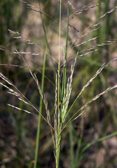 Sporobolus rigidus magnus