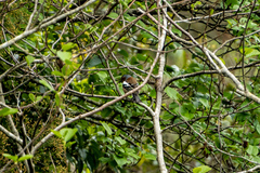 Fringilla coelebs gengleri