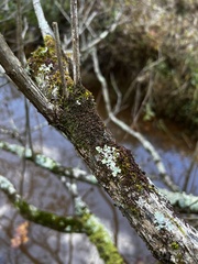 Frullania eboracensis