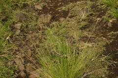 Eragrostis tenuifolia
