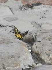 Pantherodes
