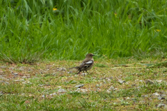 Fringilla coelebs gengleri