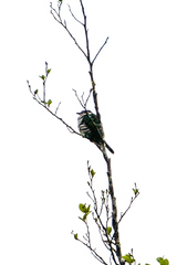 Chrysococcyx lucidus lucidus