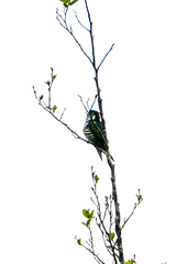 Chrysococcyx lucidus lucidus