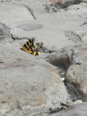 Pantherodes