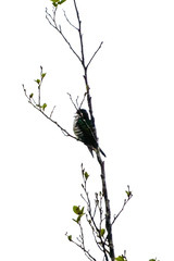 Chrysococcyx lucidus lucidus