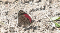 Diaethria clymena