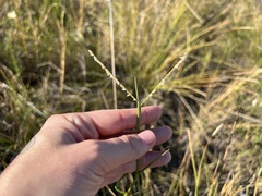 Paspalum vaginatum