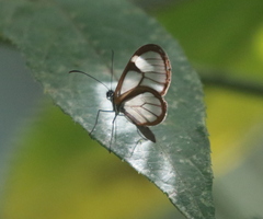 Pteronymia alissa