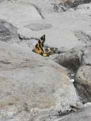 Pantherodes