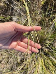 Paspalum vaginatum