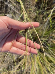 Paspalum vaginatum