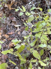 Pycnanthemum