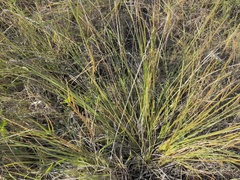 Paspalum vaginatum