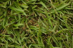 Paspalum notatum