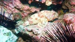 Scorpaena guttata