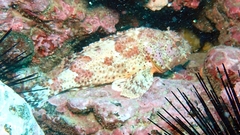 Scorpaena guttata