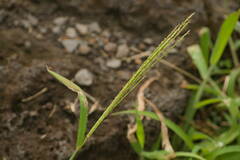 Digitaria setigera