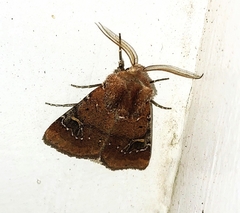Eucoptocnemis fimbriaris