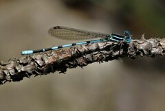Argia bipunctulata