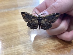 Pholodes sinistraria