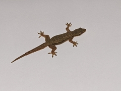 Hemidactylus platyurus