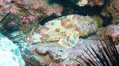 Scorpaena guttata