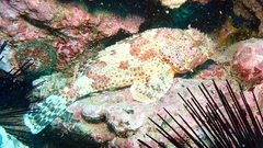 Scorpaena guttata
