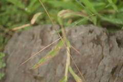 Chloris divaricata cynodontoides