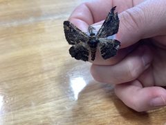 Pholodes sinistraria