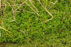 Cyperus polystachyos