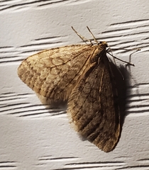 Operophtera bruceata