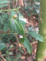 Verrucosa meridionalis