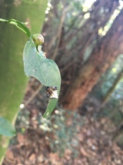 Verrucosa meridionalis