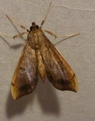 Anarmodia