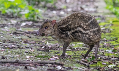 Indian Chevrotain