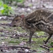 Indian Chevrotain - Photo (c) awayk3n, some rights reserved (CC BY), uploaded by awayk3n