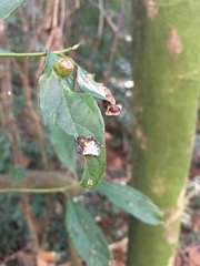 Verrucosa meridionalis