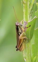 Paroxya atlantica