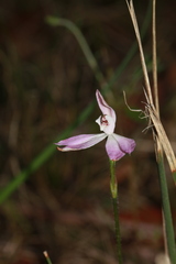 Caladenia fuscata