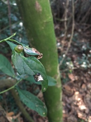 Verrucosa meridionalis