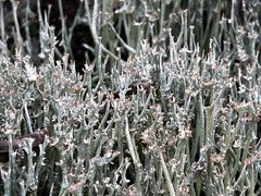 Cladonia amaurocraea